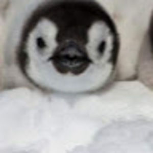 Meet your Posher, Addison